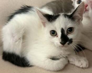 Excavator -  Domestic Short Hair Cat for Adoption in Bowling Green, Kentucky - Excavator | PetCurious