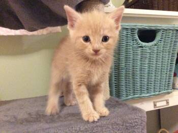 Tot -  Domestic Short Hair Cat for Adoption in Herndon, Virginia - Tot | PetCurious