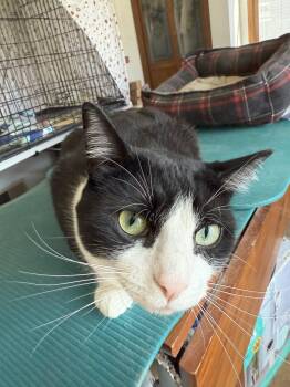 Rescue Tuxedo Cats for Adoption in Berkeley Heights, New Jersey - Chuck | PetCurious