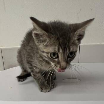 Rupert Giles -  Domestic Medium Hair Cat for Adoption in St. Louis, Missouri - Rupert Giles | PetCurious