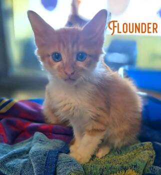 Flounder -  Domestic Short Hair Cat for Adoption in Bossier City, Louisiana - Flounder | PetCurious