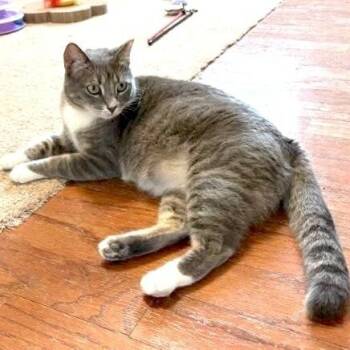 Sunshine Simpson -  Tabby and Domestic Short Hair Cat for Adoption in Friendswood, Texas - Sunshine Simpson | PetCurious