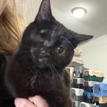 Domestic Short Hair Cats Available for Adoption - Jammer | PetCurious