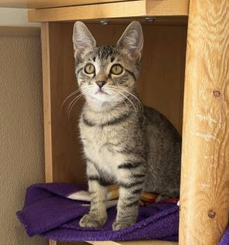 STEVIE NICKS -  Tabby Cat for Adoption in San Clemente, California - STEVIE NICKS | PetCurious