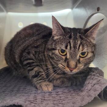Domestic Short Hair Cats Available for Adoption in Pasadena, California - Dakota | PetCurious