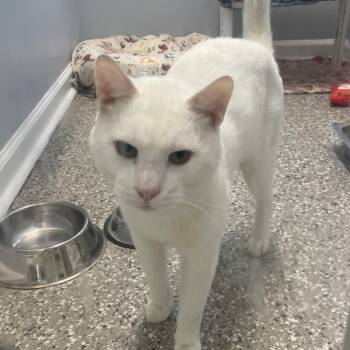 Rescue Domestic Short Hair Cats for Adoption in Folsom, Louisiana - Layton | PetCurious