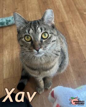Xav -  Domestic Short Hair Cat for Adoption in Douglasville, Georgia - Xav | PetCurious