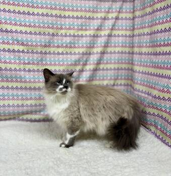 Domestic Long Hair Cats Available for Adoption - Frosty | PetCurious