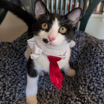 Rescue Domestic Short Hair Cats for Adoption in Waynesville, North Carolina - Boyd | PetCurious