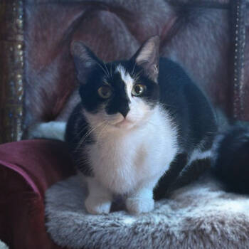 Rescue Domestic Short Hair Cats for Adoption in Mocksville, North Carolina - Arizona | PetCurious