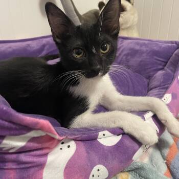 Johnny Knoxville -  Domestic Short Hair Cat for Adoption in Houston, Texas - Johnny Knoxville | PetCurious