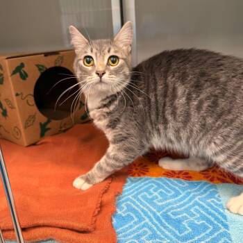 Domestic Short Hair Cats Available for Adoption in Saint Charles, Missouri - Anchovy | PetCurious