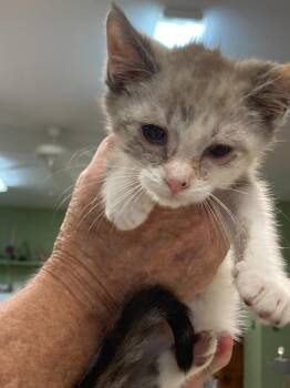 Ember -  Domestic Short Hair Cat for Adoption in Burnsville, North Carolina - Ember | PetCurious
