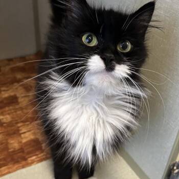 Truffle -  Domestic Long Hair Cat Available for Adoption in Monroe, Michigan - Truffle | PetCurious