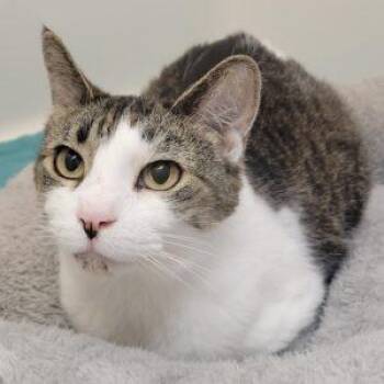 Sammie Jones--Pretty Senior Available with Vet Care Support for  -  Tabby Cat for Adoption in Green Valley, Arizona - Sammie Jones--Pretty Senior Available With Vet Care Support For  | PetCurious
