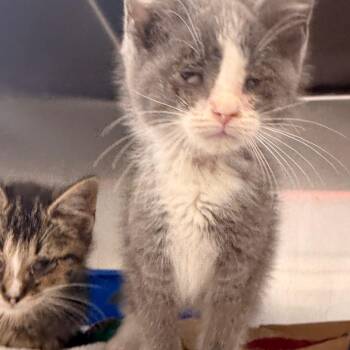 BlessYou -  Domestic Short Hair Cat for Adoption in Evansville, Indiana - BlessYou | PetCurious