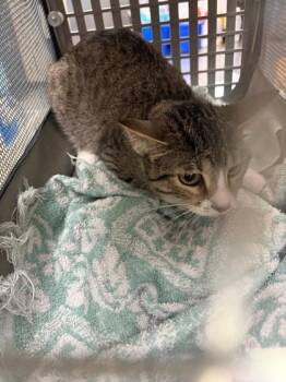 Ginny -  Domestic Short Hair Cat for Adoption in Baraboo, Wisconsin - Ginny | PetCurious