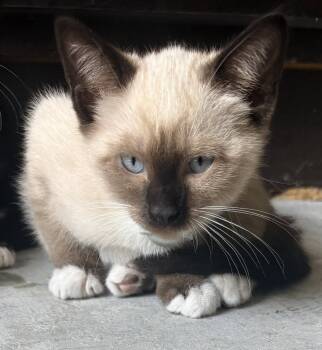 Moon Connor the Chocolate Point Siamese -  Domestic Short Hair and Siamese Cat for Adoption in Oviedo, Florida - Moon Connor The Chocolate Point Siamese | PetCurious
