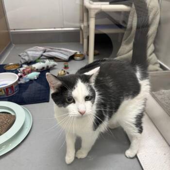 Oreo -- Bonded Buddy Of Binx -  Domestic Short Hair Cat for Adoption in Des Moines, Iowa - Oreo -- Bonded Buddy Of Binx | PetCurious