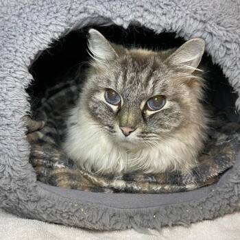 Jasper -  Ragdoll Cat for Adoption in Roanoke, Virginia - Jasper | PetCurious