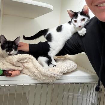 Walnut - Bonded with Chicken Cutlet -  Domestic Short Hair Cat for Adoption in Naperville, Illinois - Walnut - Bonded With Chicken Cutlet | PetCurious