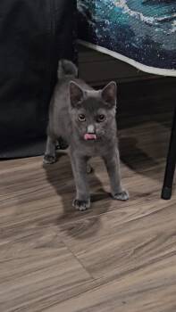 Neo -  Manx Cat for Adoption in Pottsboro, Texas - Neo | PetCurious
