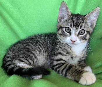 Zephyr -  Bengal and Tabby Cat for Adoption in Hood River, Oregon - Zephyr | PetCurious
