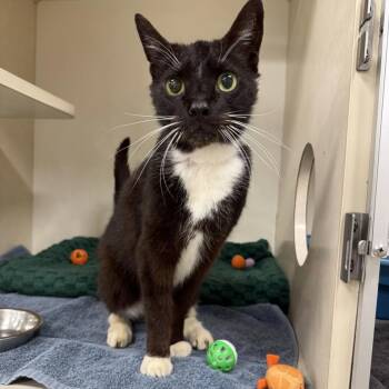 ABEL -  Domestic Short Hair Cat Available for Adoption in Hagerstown, Maryland - ABEL | PetCurious