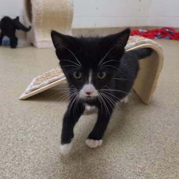 Caelum -  Domestic Short Hair Cat for Adoption in Plover, Wisconsin - Caelum | PetCurious
