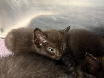 BROWN -  Domestic Short Hair Cat for Adoption in Grand Prairie, Texas - BROWN | PetCurious