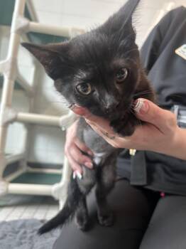 ROSITA -  Domestic Short Hair Cat for Adoption in Loveland, Colorado - ROSITA | PetCurious