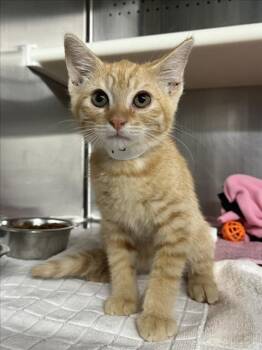*FANTA -  Domestic Short Hair Cat for Adoption in Woodland, California - *FANTA | PetCurious