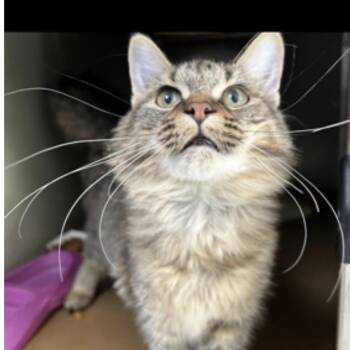 Strudel -  Tabby Cat for Adoption - Strudel | PetCurious