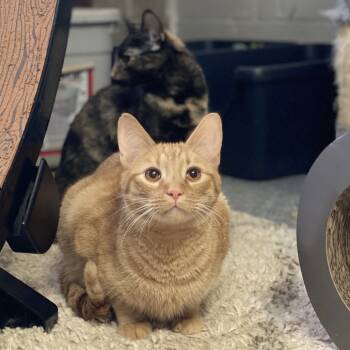 Rescue Domestic Short Hair Cats for Adoption in Gibsonia, Pennsylvania - Crescent | PetCurious
