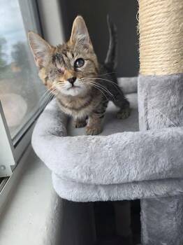 El Camino -  Domestic Short Hair Cat for Adoption in Tucson, Arizona - El Camino | PetCurious