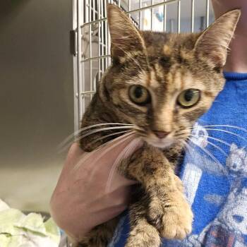 Ripple -  Domestic Short Hair Cat for Adoption in Martinsville, Virginia - Ripple | PetCurious
