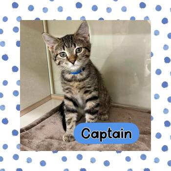 Captain -  Domestic Short Hair Cat for Adoption in Warren, Ohio - Captain | PetCurious