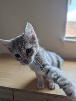 Stack -  Domestic Short Hair Cat for Adoption in Chandler, Arizona - Stack | PetCurious