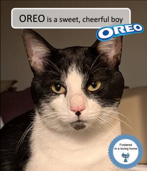 Rescue Domestic Short Hair Cats for Adoption in Cincinnati, Ohio - Oreo | PetCurious