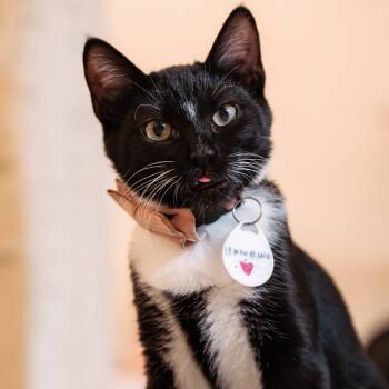 Rescue Domestic Short Hair Cats for Adoption in Fairfax Station, Virginia - Bambino | PetCurious