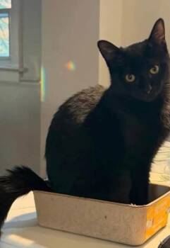 Mabel -  Domestic Short Hair Cat for Adoption in Chalfont, Pennsylvania - Mabel | PetCurious