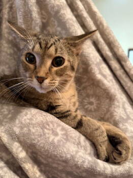 Rescue Domestic Medium Hair Cats for Adoption in Greenville, Illinois - Julian | PetCurious