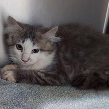 Sid -  Domestic Medium Hair Cat for Adoption in Lake Havasu City, Arizona - Sid | PetCurious