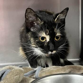 American Shorthair Cats Available for Adoption in Birmingham, Alabama - Nami | PetCurious