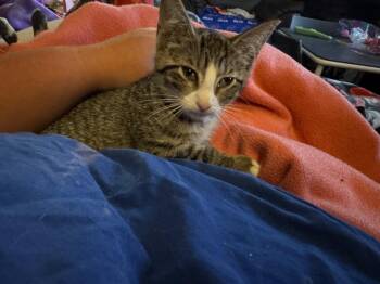 Garbanzo -  American Shorthair Cat for Adoption in Hagaman, New York - Garbanzo | PetCurious