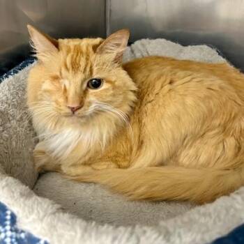 Willow -  Domestic Long Hair and Mixed Breed Cat for Adoption in Durango, Colorado - Willow | PetCurious