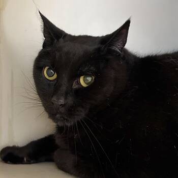 Rescue Domestic Short Hair Cats for Adoption in Victor, New York - Toby | PetCurious