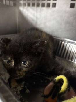 DODGER -  Domestic Short Hair Cat for Adoption in Chester, South Carolina - DODGER | PetCurious