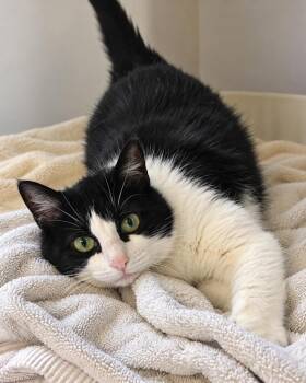 Livia -  American Shorthair Cat for Adoption in Philadelphia, Pennsylvania - Livia | PetCurious