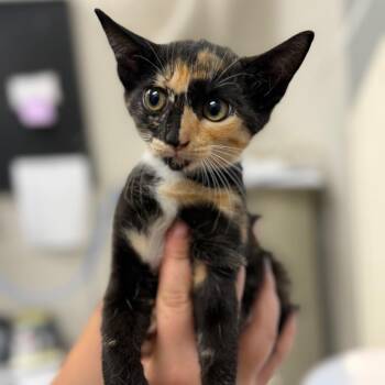 Yellowstone -  Domestic Short Hair Cat for Adoption in Columbiana, Alabama - Yellowstone | PetCurious